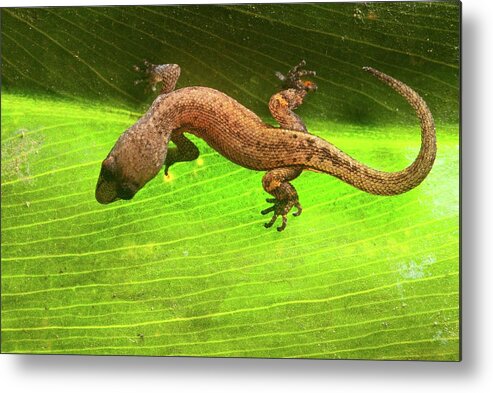 Amazon Gecko Metal Print featuring the photograph Amazon Gecko (coleodactylus Amazonicus) by Philippe Psaila/science Photo Library