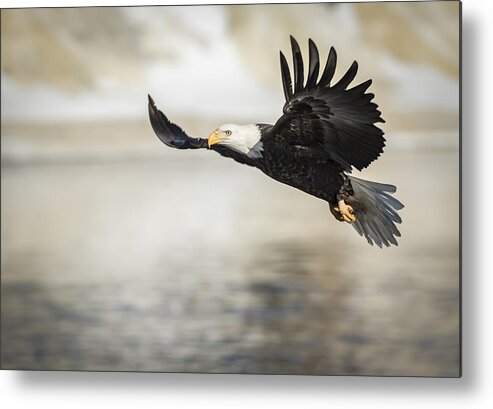 American Bald Eagle Metal Print featuring the photograph American Bald Eagle 2015-22 by Thomas Young