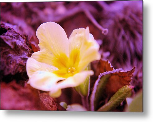 Flowers Metal Print featuring the photograph An Open Bud by Jeff Swan