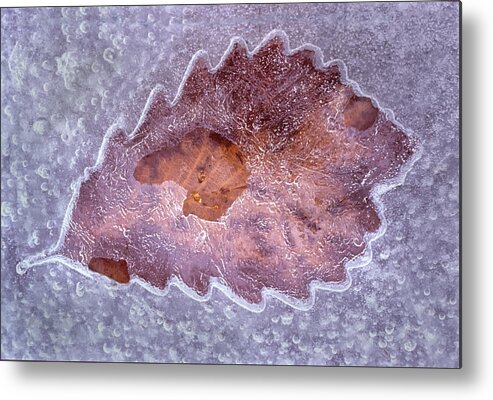 Ice Metal Print featuring the photograph An Opening For The Frozen Leaf by Gary Slawsky