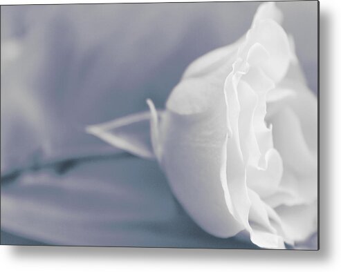 Rose Metal Print featuring the photograph And I Love Them by The Art Of Marilyn Ridoutt-Greene