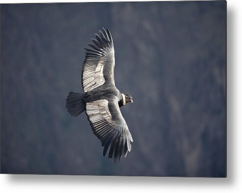 Feb0514 Metal Print featuring the photograph Andean Condor Riding Thermal Updraft by Tui De Roy