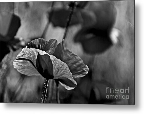 Flower Photography Metal Print featuring the photograph Poppy by Andrea Kollo