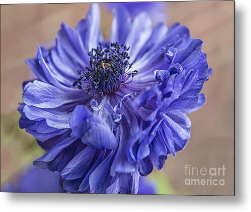 Anenome Metal Print featuring the photograph Anemone Blues I by Terry Rowe