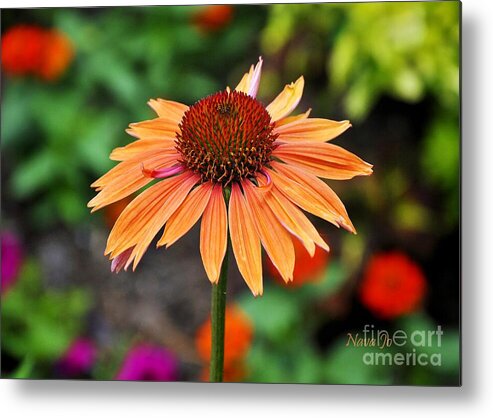 Nava Jo Thompson Metal Print featuring the photograph Apricot Explosion by Nava Thompson