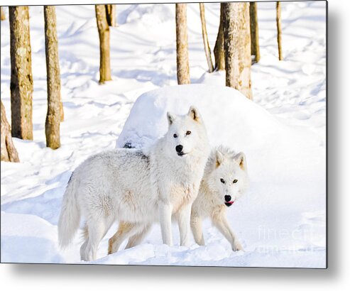 Arctic Wolves Metal Print featuring the photograph Arctic Wolves by Cheryl Baxter