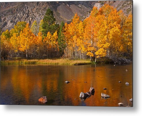Autumn Metal Print featuring the photograph Aspen Glow by Steve Wolfe