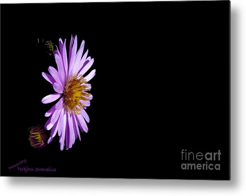 Aster; Aster Novi-belgii; Torbjorn Swenelius Photography; Garden Flower; Garden; Flower; Michaelsmas Daisy; Petals; Purple; Yellow; Uppland; Sweden; Flowering Plant; Aster Amellus; European Michaelmas Daisy; Perennial Herbaceous Metal Print featuring the photograph Aster in Black by Torbjorn Swenelius