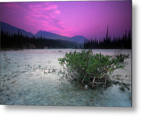 Jasper Metal Print featuring the photograph Athabasca River Bush at Sunset by Cale Best