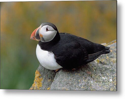 Mp Metal Print featuring the photograph Atlantic Puffin In Breeding Colors #1 by Yva Momatiuk and John Eastcott