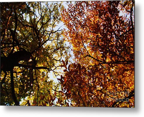 Autumn Chestnut Canopy Metal Print featuring the photograph Autumn Chestnut Canopy  by Martin Howard