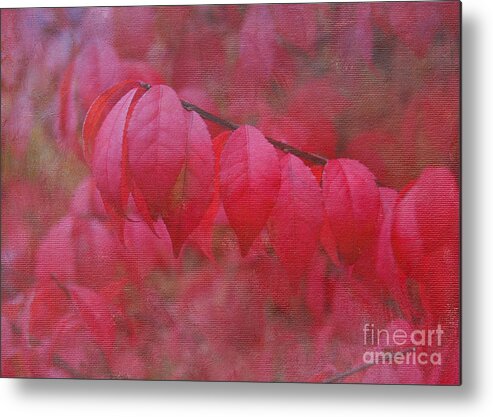 Autumn Metal Print featuring the photograph Autumn Glory by Jayne Carney