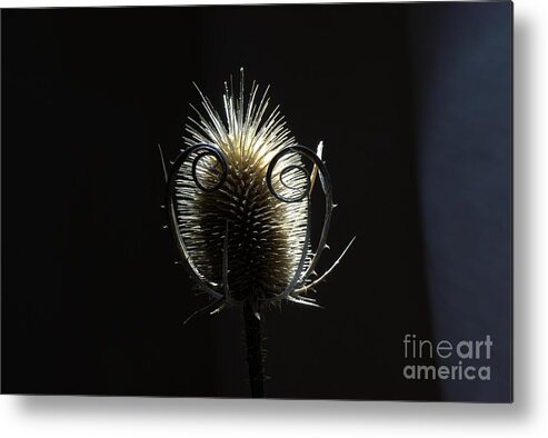 Thistle Metal Print featuring the photograph Autumn thistle by Amalia Suruceanu
