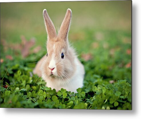 Grass Metal Print featuring the photograph Baby Bunny In Clover Field by Beth Simmons Photography