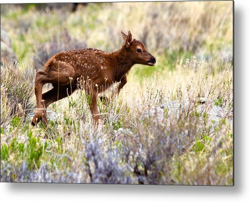Baby Elk Metal Print featuring the photograph Baby Elk by Shane Bechler