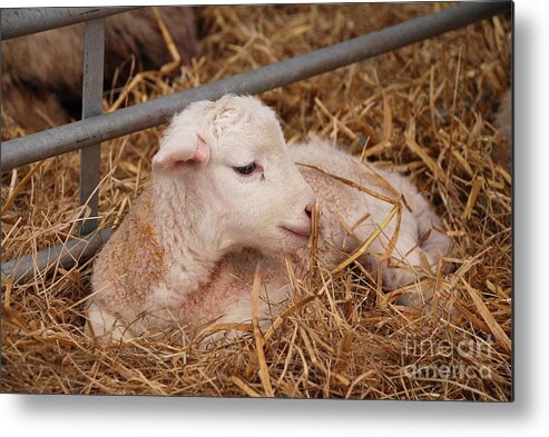 Lamb Metal Print featuring the photograph Baby lamb by David Fowler