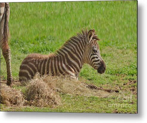 Zebra Metal Print featuring the photograph Baby Zebra Resting by Kathy Baccari