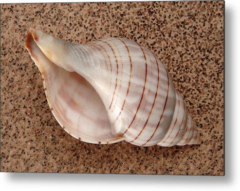 Shell Metal Print featuring the photograph Banded Tulip Shell by Wesley Elsberry