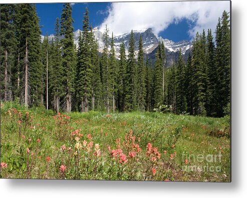 Indian Paintbrush Metal Print featuring the photograph Banff Wildflowers by Chris Scroggins