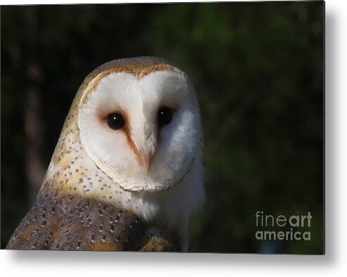 Nature Metal Print featuring the photograph Barn Owl by Deborah Smith