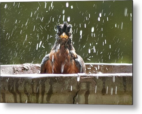 Bird Metal Print featuring the photograph Bath Time by Carol Erikson