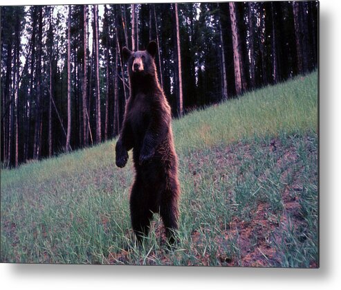Bear Metal Print featuring the photograph Bear by John Mathews