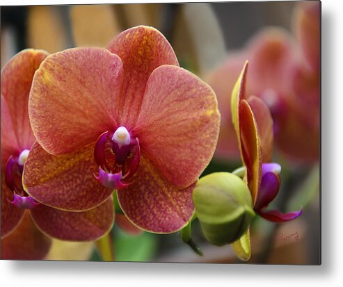 Beautiful Metal Print featuring the photograph Beautiful Moth Orchid by Penny Lisowski