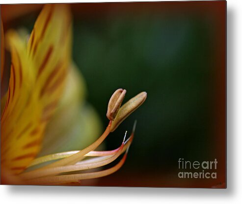 Design Metal Print featuring the photograph Beauty in Her Soul by Sandra Clark
