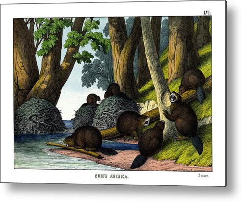 Wild Animals Metal Print featuring the drawing Beaver by Splendid Art Prints