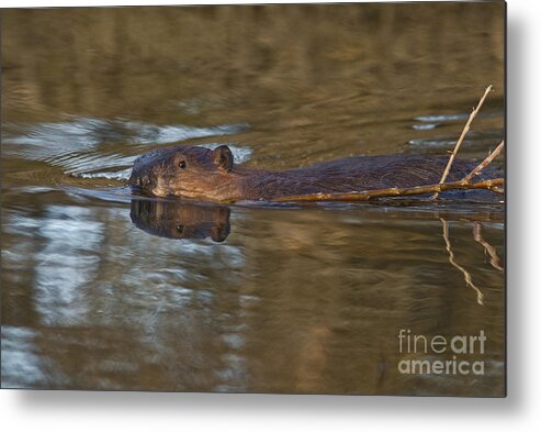 Fauna Metal Print featuring the photograph Beaver Swimming by Ron Sanford