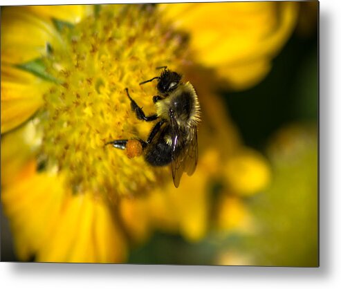 Flower Metal Print featuring the photograph Bee by Michael Demagall