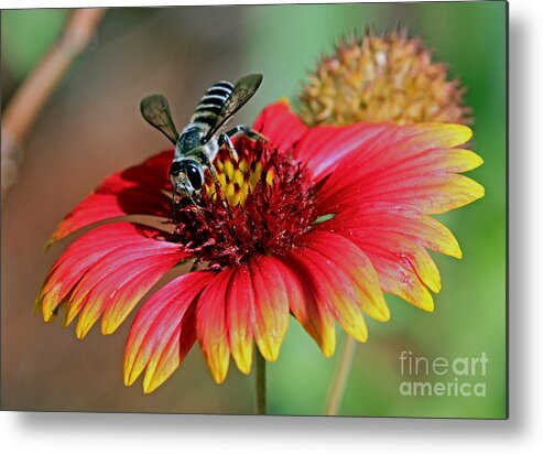 Bee Metal Print featuring the photograph Bee on Indian Blanket by Larry Nieland
