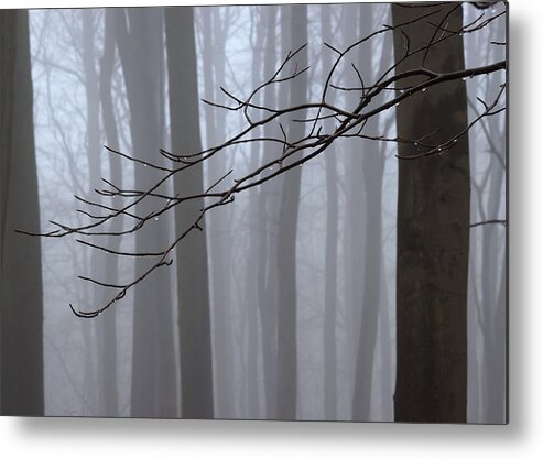 Beech Trees Metal Print featuring the photograph Beech trees in fog Linacre by Jerry Daniel