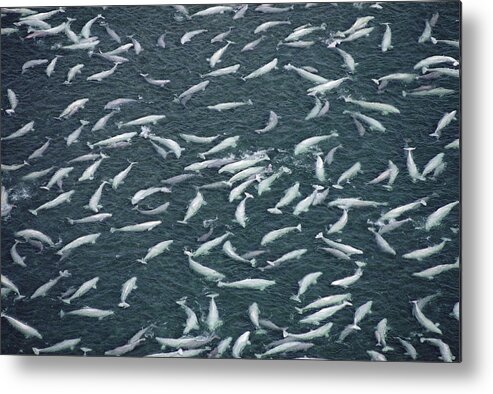 Feb0514 Metal Print featuring the photograph Beluga Whales Swim And Molt Nwt Canada by Flip Nicklin