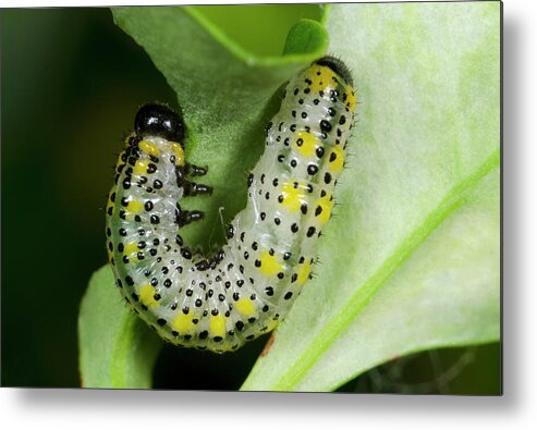Insect Metal Print featuring the photograph Berberis Sawfly Larva by Nigel Downer