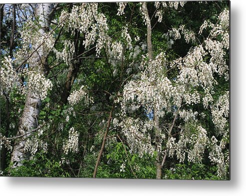 Birch Metal Print featuring the photograph BIRCH and BLACK LOCUST IN BLOOM by Janice Adomeit