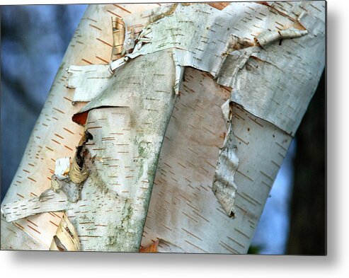 Birch Metal Print featuring the photograph BIRCH BARK STUDY No.5 by Janice Adomeit