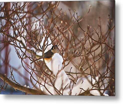 Wildlife Metal Print featuring the photograph Bird In Snow Wil 319 by Gordon Sarti