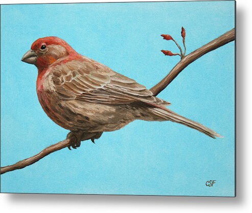 Bird Metal Print featuring the painting Bird Painting - House Finch by Crista Forest