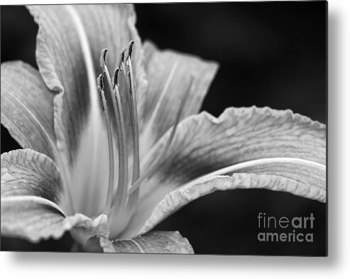 Flower Metal Print featuring the photograph Black and white Daylily flower by Martin Capek