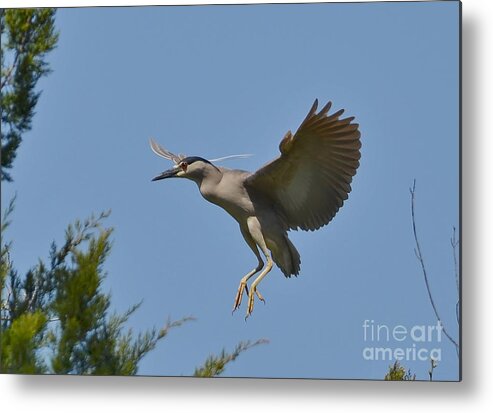 Heron Metal Print featuring the photograph Black Crowned Night Heron In Flight by Kathy Baccari