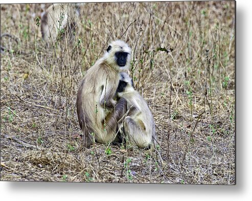 Nature Metal Print featuring the photograph Black-faced Langur Monkey Adult by William H. Mullins