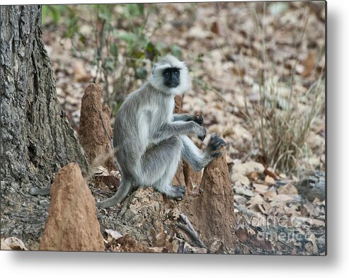 Nature Metal Print featuring the photograph Black-faced Langur Monkey by William H. Mullins