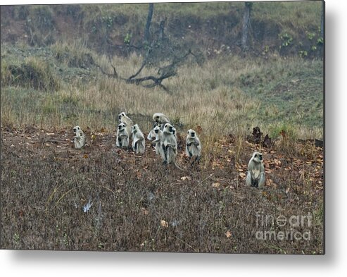 Nature Metal Print featuring the photograph Black-faced Langur Monkeys by William H. Mullins