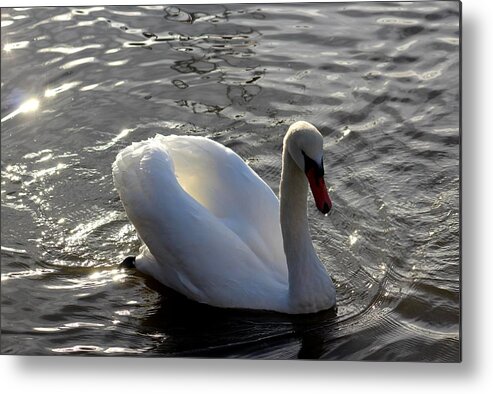 Landscape Water Waterfront Summer Swan Wildlife Bird Beautiful Nature Fabulous White Yellow Orange Grey Black Brown Grey Norway Scandinavia Europe Outdoors Fjord Fjords Countryside Metal Print featuring the photograph Blessed by Mother Nature by Jeanette Rode Dybdahl