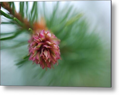 Pine Cone Metal Print featuring the photograph Blooming Pine Cone by Kathy Paynter