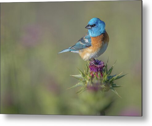 Bird Metal Print featuring the photograph Blowin' In The Wind by Greg Barsh