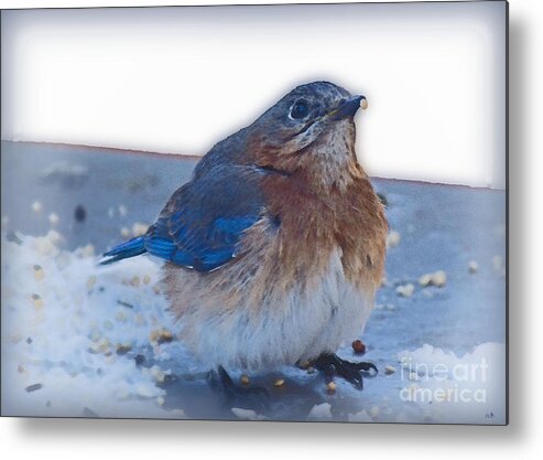 Sandra Clark Metal Print featuring the photograph Blue Bird 4 by Sandra Clark