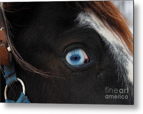 Horse Metal Print featuring the photograph Blue Eyed Horse by Janice Byer