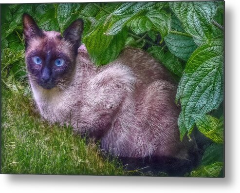 Cat Metal Print featuring the photograph Blue Eyes by Hanny Heim